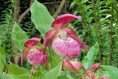 Садовая орхидея Венерин башмачок Фрош Арлекин Cypripedium Frosch's Harlequin