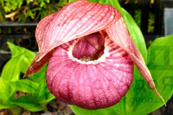 Садовые орхидеи: посадка и уход