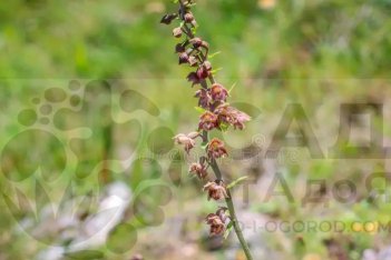 Дремлик темно-красный (ржавый) — Epipactis atrorubens