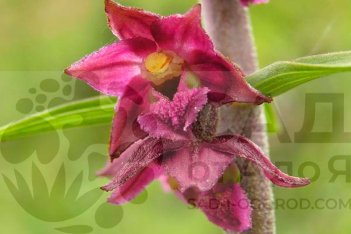 Дремлик темно-красный (ржавый) — Epipactis atrorubens