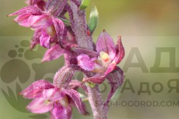 Дремлик темно-красный (ржавый) — Epipactis atrorubens