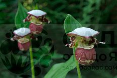 Садовая орхидея Венерин башмачок Фрош Аляскан Бьюти Cypripedium Frosch's Alaskan Beauty