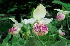 Орхидея венерин башмачок Фрош Ула фреклз Cypripedium Frosch's Ulla Freckles