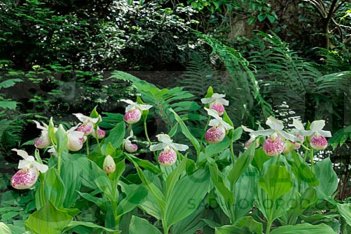 Орхидея венерин башмачок Фрош Ула фреклз Cypripedium Frosch's Ulla Freckles