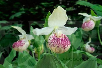 Орхидея венерин башмачок Фрош Ула фреклз Cypripedium Frosch's Ulla Freckles