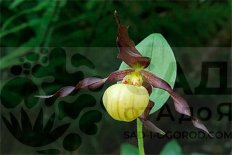 Орхидея венерин башмачок Фрош Кьюти Cypripedium Frosch's Cutie