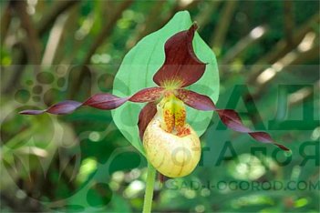 Орхидея венерин башмачок Фрош Кьюти Cypripedium Frosch's Cutie