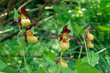 Орхидея венерин башмачок Фрош Кьюти Cypripedium Frosch's Cutie