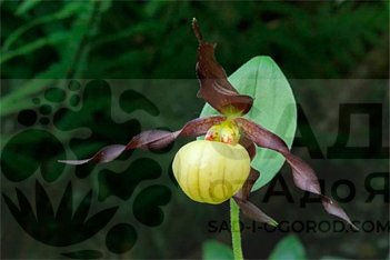 Орхидея венерин башмачок Фрош Кьюти Cypripedium Frosch's Cutie