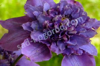 Клематисы для арки: выбор сорта и правила посадки