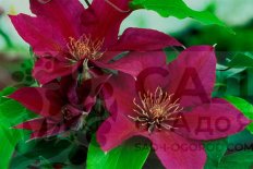 Клематис Пикарди Тюдор Патио Clematis Picardy Tudor Patio