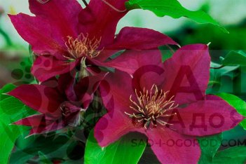 Клематис Picardy Tudor Patio