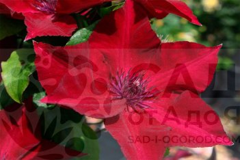 Клематис Nubia 