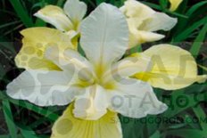 Ирис сибирский Баттер энд Шугар Iris sibirica Butter and Sugar
