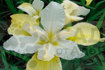 Iris sibirica Butter and Sugar