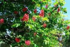 Красный конский каштан (Aesculus x carnea)