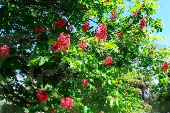 Красный конский каштан (Aesculus x carnea)