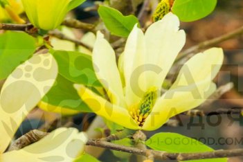 Магнолия Йеллоу Лантерн Magnolia Yellow Lantern