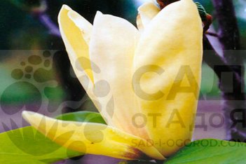 Магнолия Сан Спайр Magnolia Sun Spire