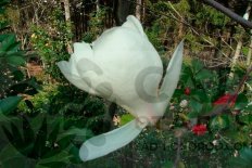 Магнолия Эмма Кук Magnolia Emma Cook