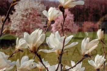 Магнолия Эмма Кук Magnolia Emma Cook