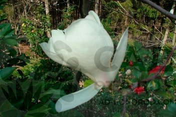 Магнолия Эмма Кук Magnolia Emma Cook