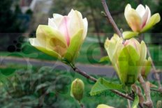 Магнолия Сансейшн Magnolia Sunsation