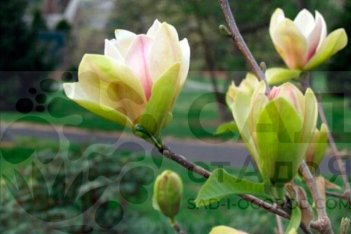 Магнолия Сансейшн Magnolia Sunsation