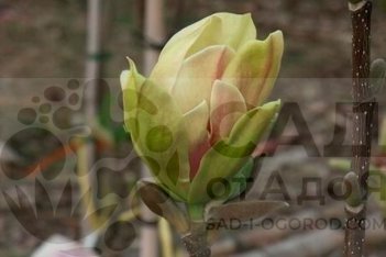 Магнолия Сансейшн Magnolia Sunsation