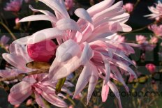 Магнолия звездчатая Джейн Платт Magnolia stellata Jane Platt