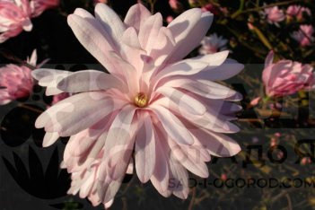 Магнолия звездчатая Джейн Платт Magnolia stellata Jane Platt