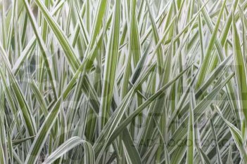 Фалярис тростниковый Пикта Phalaris arundinacea Picta