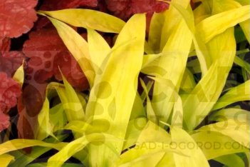 Осока ржавопятнистая Лемон Зест Carex siderosticha Lemon Zest