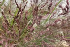 Просо прутьевидное Даллас Блю Panicum virgatum Dallas Blue