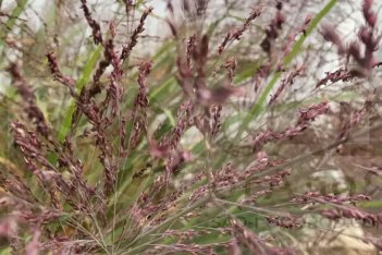 Просо прутьевидное Даллас Блю Panicum virgatum Dallas Blue