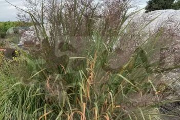 Просо прутьевидное Даллас Блю Panicum virgatum Dallas Blue