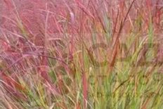 Просо прутьевидное Скво Panicum virgatum Squaw