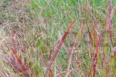 Просо прутьевидное Кардинал Panicum virgatum Cardinal