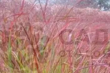 Просо прутьевидное Сангриа Panicum virgatum Sangria