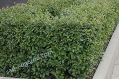 Кизильник блестящий Cotoneaster lucidus