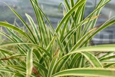 Осока Морроу Ванилла Айс Carex morrowii Vanilla Ice