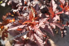 Пузыреплодник калинолистный Lady in Red