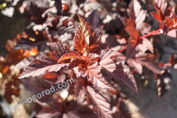 Пузыреплодник калинолистный Lady in Red