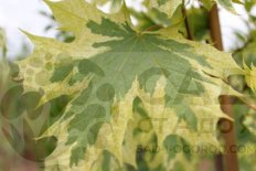 Клен остролистный Друммонди Acer platanoides Drummondii