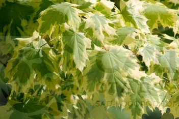 Клен остролистный Друммонди Acer platanoides Drummondii