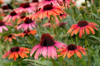 Эхинацея Баттерфляй Рейнбоу Марцелла Echinacea purpurea Butterfly Rainbow Marcella