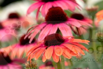 Эхинацея Баттерфляй Рейнбоу Марцелла Echinacea purpurea Butterfly Rainbow Marcella