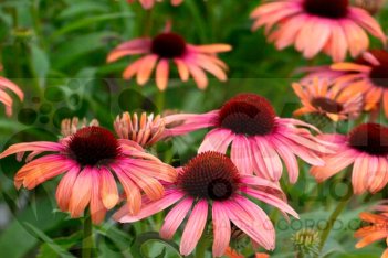 Эхинацея Баттерфляй Рейнбоу Марцелла Echinacea purpurea Butterfly Rainbow Marcella