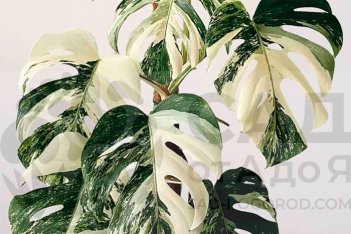 Монстера Уайт Сплеш Monstera deliciosa White Splash
