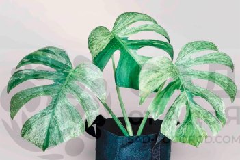Монстера Минт Сплеш Monstera deliciosa Mint Splash